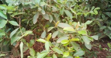 Khat-Mairungi,the Kasenge-Wakiso district "Gold" crop that all people yearn to grow.