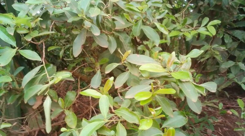 Khat-Mairungi,the Kasenge-Wakiso district "Gold" crop that all people yearn to grow.
